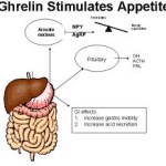 Ghrelin Stimulation
