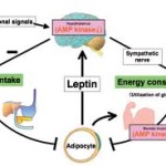 Leptin